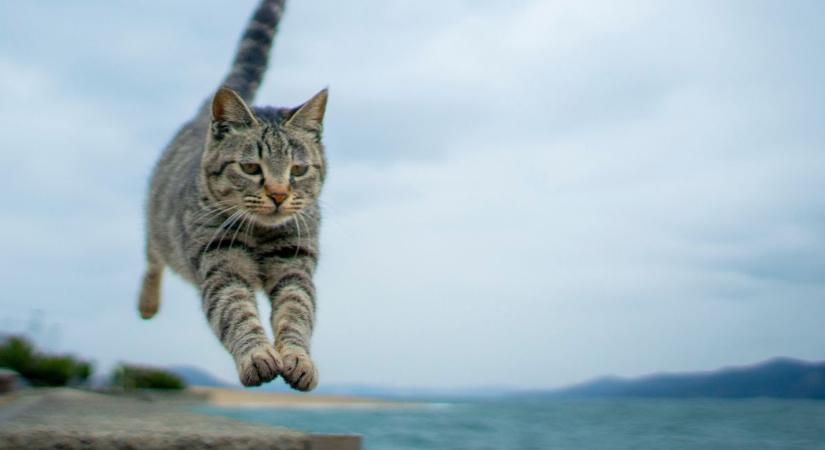 Újszülött kiscicákat hagytak szatyorba csomagolva az erdő szélén