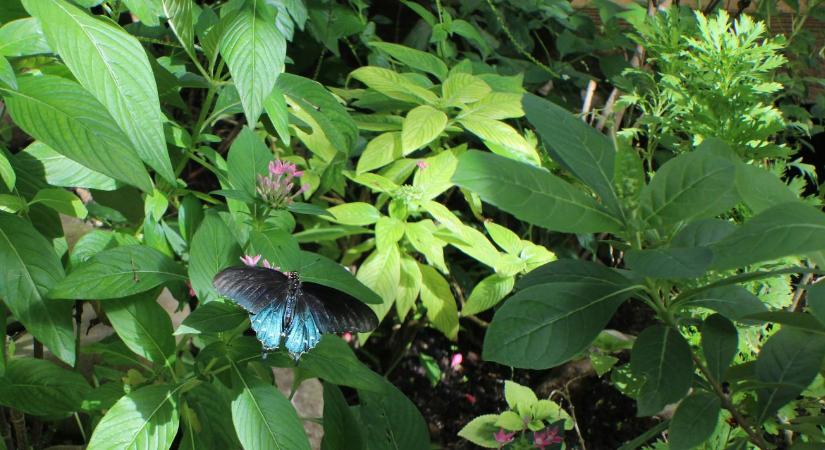 Rovarbarát kert: ezért fontos, és így érdemes kialakítani