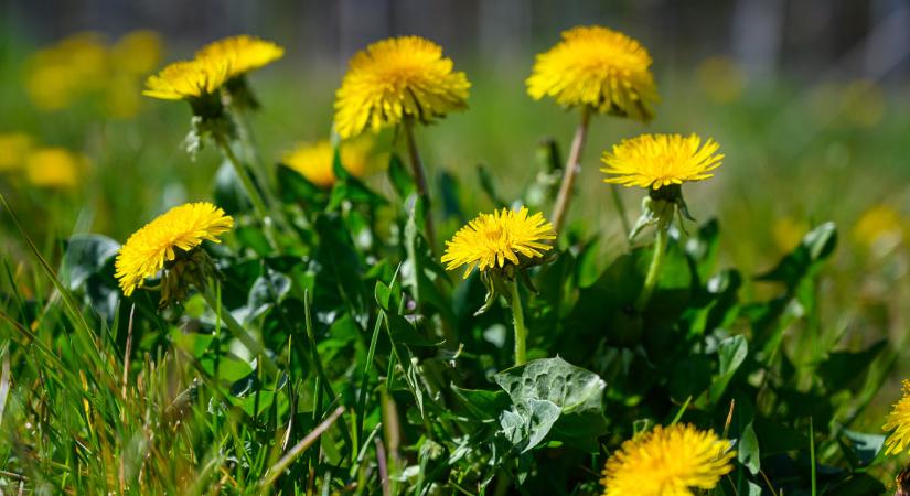 Gyomnak hiszi, pedig aranyat érhet a kertben ez a sárga virág