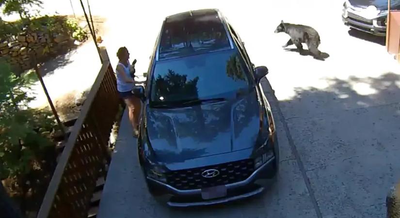 Kiment a kaliforniai nő a garázs elé, mire kimászott a kocsijából egy medve