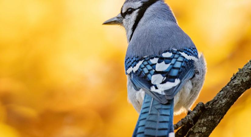 Betörést jelezhet: ha ezt a madarat látod a kertedben, legyél óvatos!