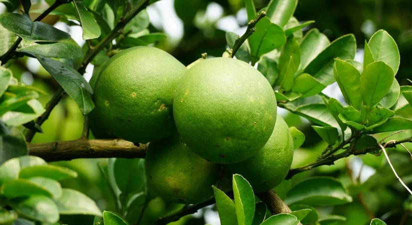 1200 Ft-ért veszik a magyarok a darabját, pedig otthon is megterem ez a különleges gyümölcs