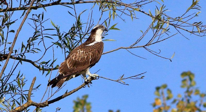 Jaj az alföldi halaknak, halászsasok vadásznak a tavaknál