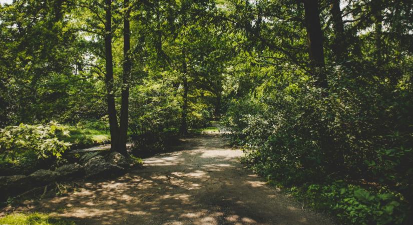 Meglepő: az erdősítés ronthatja is a vízháztartást a homokhátságon a szakértő szerint