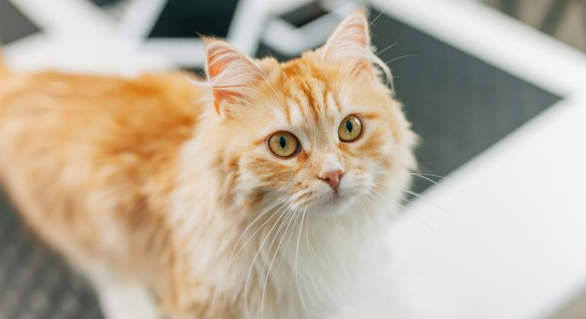 Sorsfordító találkozás: így hódította meg egy vörös kóbor leendő gazdáját