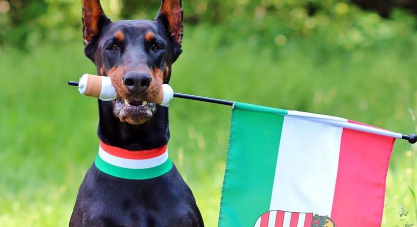 Kvíz: megtörténtek ezek a furcsa események az országgyűlési választáson?