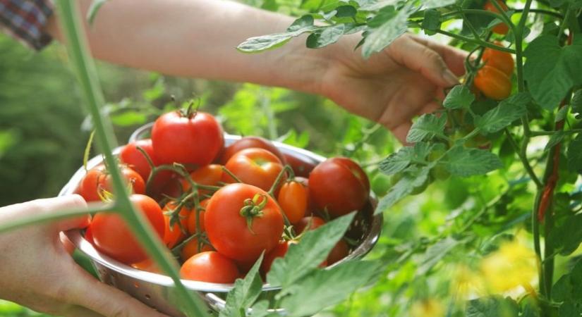 Felfedjük a titkot: ettől lesz igazán ízletes a saját nevelésű paradicsom