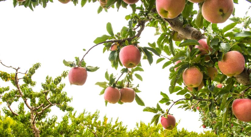 Alattomos betegségek támadják a fákat: súlyos árat fizethetünk ezért