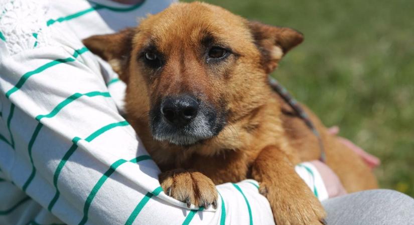 A felelős állattartás nem csak morális kérdés, büntetőjogi kategória