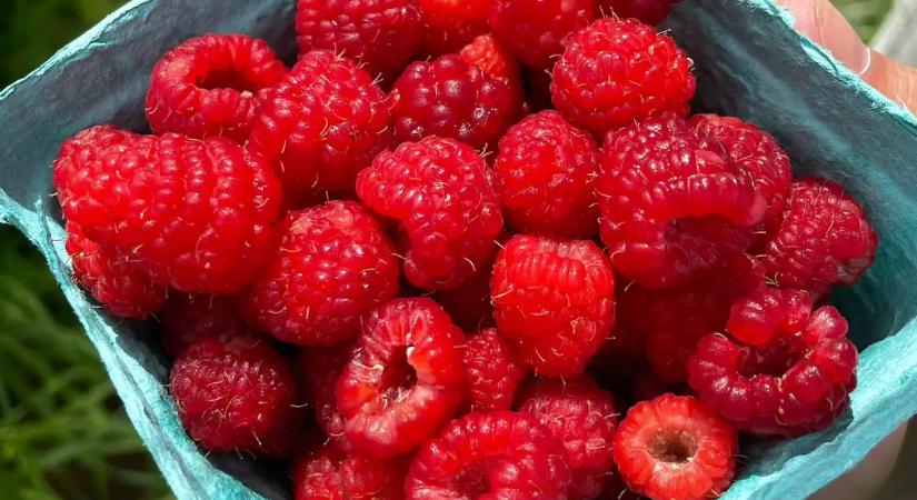 Így terem rengeteget a málna! Amióta ismerem ezt a módszert, még a szomszéd is hozzánk jár szüretelni