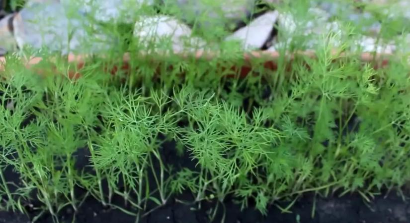 A kertészek is titkolják, pedig ettől a házi praktikától háromszor több kapor lesz a kertedben