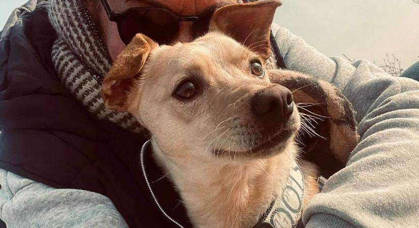 Jótékonysági futást rendeznek a mentett kutyákért Őcsényben