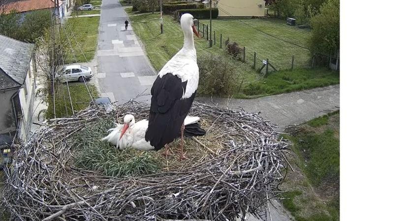 Megérkezett a gólya a hatvani gólyákhoz