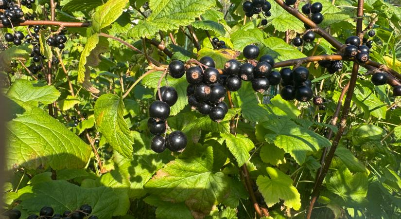 Mikor és hogyan metsszük? Bőven terem a josta idén, ha ezt most megcsinálod!