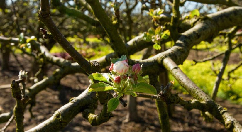 Almafa metszése: így lehet több és egészségesebb termésed