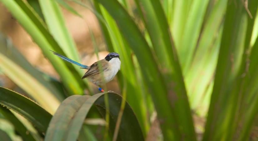 Szenzáció: visszatértek az elveszett madárfajok 2025-ben