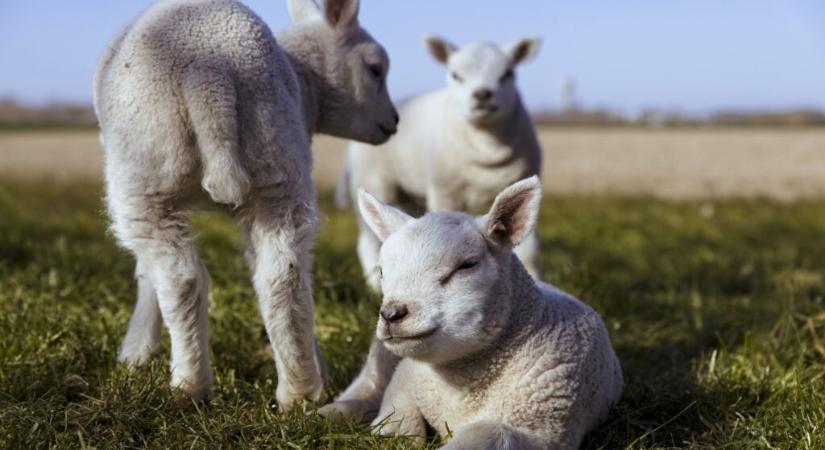 Így alakultak az uniós bárány árak