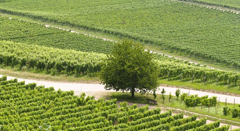 Idén sem maradnak segítség nélkül a szőlősgazdák