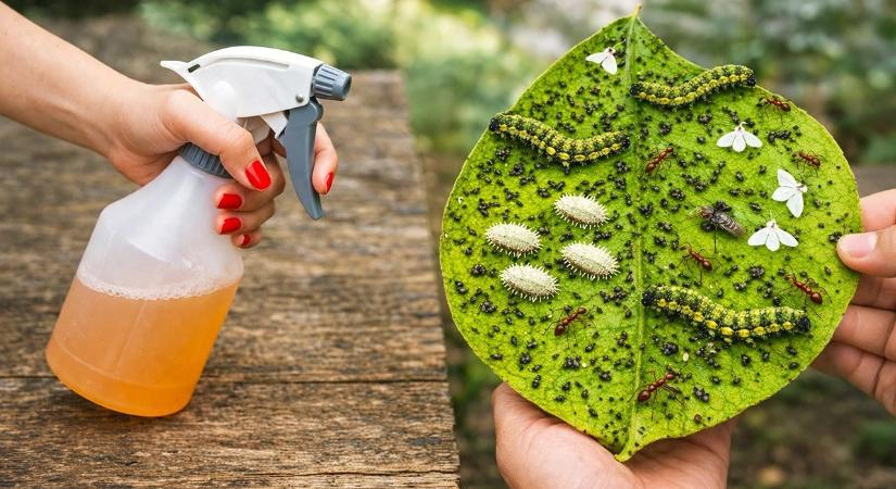 5 módszer, ami működik a levéltetvek ellen, a magyarok mégsem használják