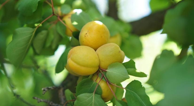 Szilvabolha-invázió: Gyógyíthatatlan betegség fenyegeti a magyar kajszit