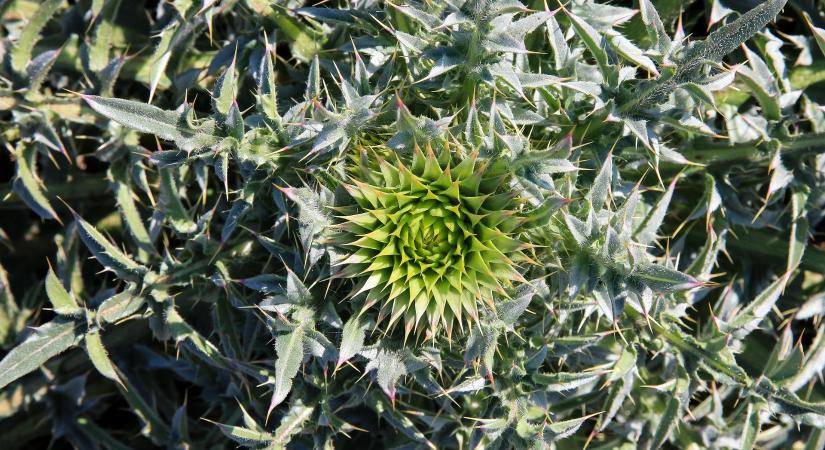 Kihívást jelent a városi zöldfelületek gyomirtása