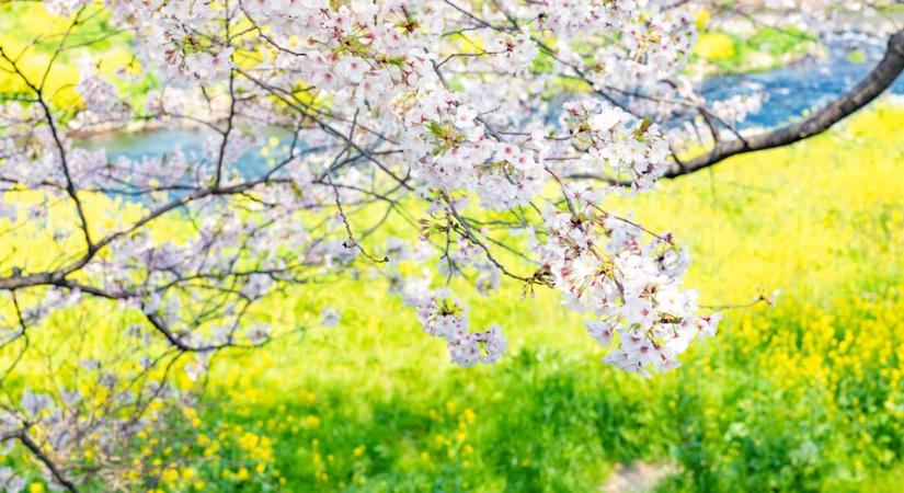 Kellemes tavaszi idő várható a héten