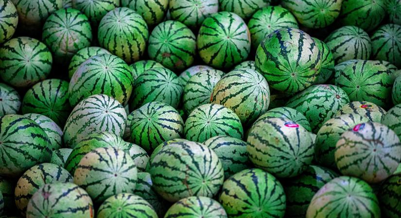 Jóval korábban jelenhet meg a piacon a magyar dinnye