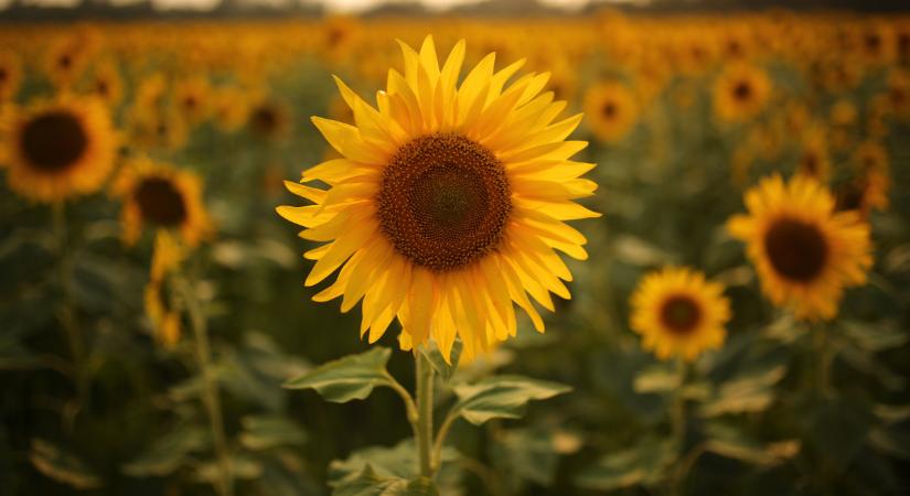 Hihetetlen, amire az ukránok készülnek: ez átrendezheti a piacokat