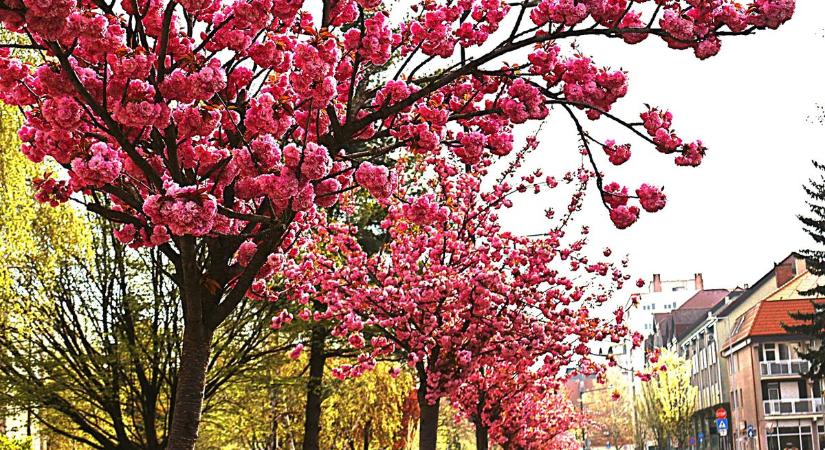 Nem látni a virágtól a fákat — rózsaszínbe borult a zalaegerszegi utca (galéria)