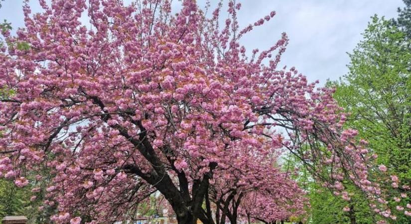 Sakura Zalakaroson – ezért a látványért érdemes kimozdulni otthonról