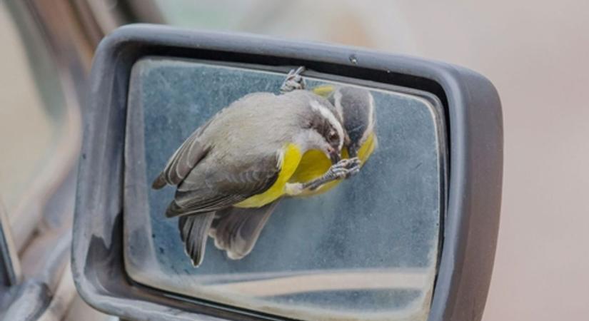 Valamiért autók tükreire támadnak a madarak Somogyban