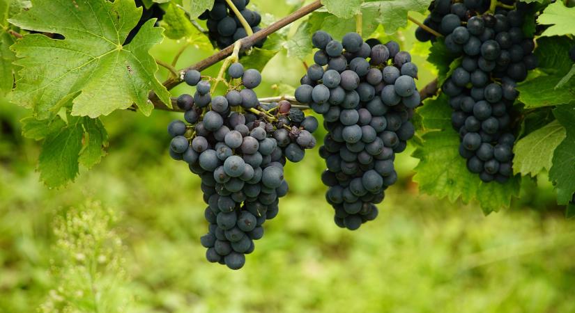 A nem fertőzött tőkék is megsínylik a betegséget