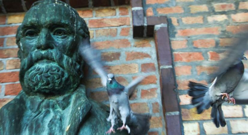 Ellepték a várost a galambok, de van megoldás, ha tényleg tenni akarunk ellenük – szakember válaszol