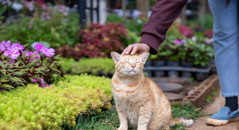 Halálos húsallergiát okozhat egy kullancs csípése: így védd magadat és macskádat