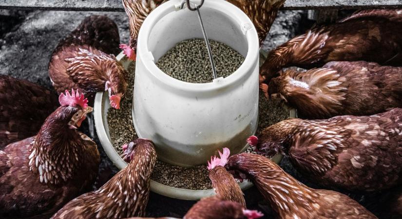 Kína kezében a magyar állattartók sorsa? A függőség, amiről keveset beszélünk