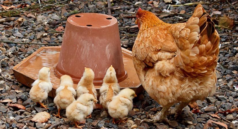 Fellélegezhetnek a baromfitartók