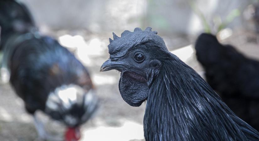 Visszaesett a csirkehús ára