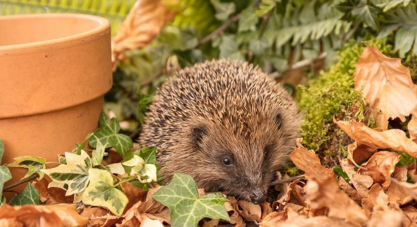 Tüskés meglepetés a kertben – süncsaládok rejtőzhetnek nálad is!