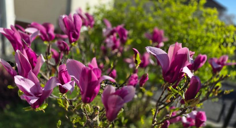 Tegnap nem csak választottunk, hanem Gyula megjósolta az elkövetkezendő időt is