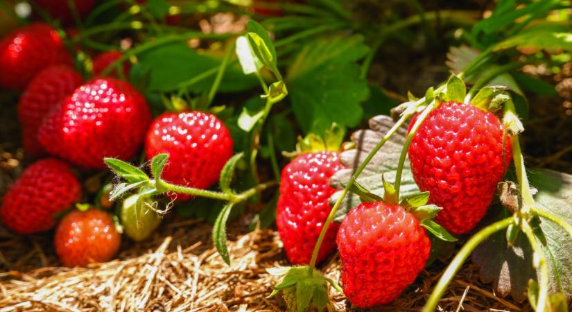 Valami nem stimmel a németeknél: mégis, mi történik a szamócával?