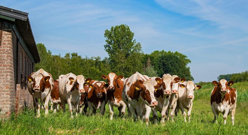Hivatalos: megváltozott a tejhasznú tehenek selejtezési rendje
