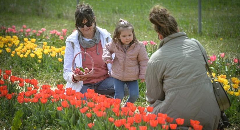 Virágtenger Szűcsi határában - kinyílt több tízezer tulipán