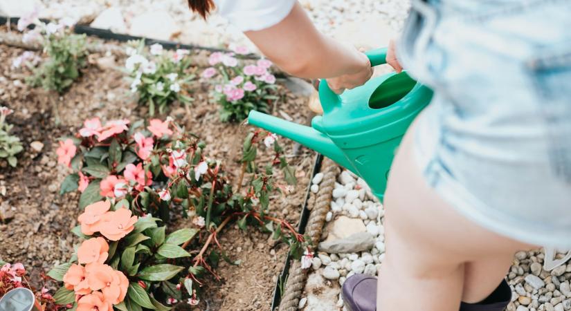 6 rossz szokás, amivel kicsinálod a kerti növényeidet – ideje abbahagyni őket