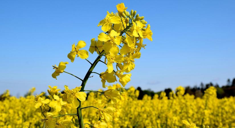 3-5 fénybogár növényenként: a küszöbérték, amit nem szabad figyelmen kívül hagyni