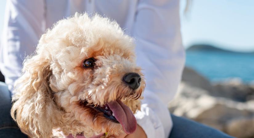 Mellrákja után meglepő diagnózist kapott a gazdi
