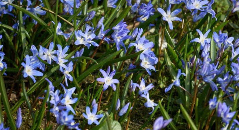 Védett növényeink: az erdélyi csillagvirág