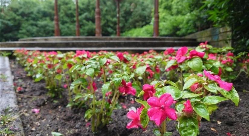 Ismét pályázható a „Virágos Egerért” cím