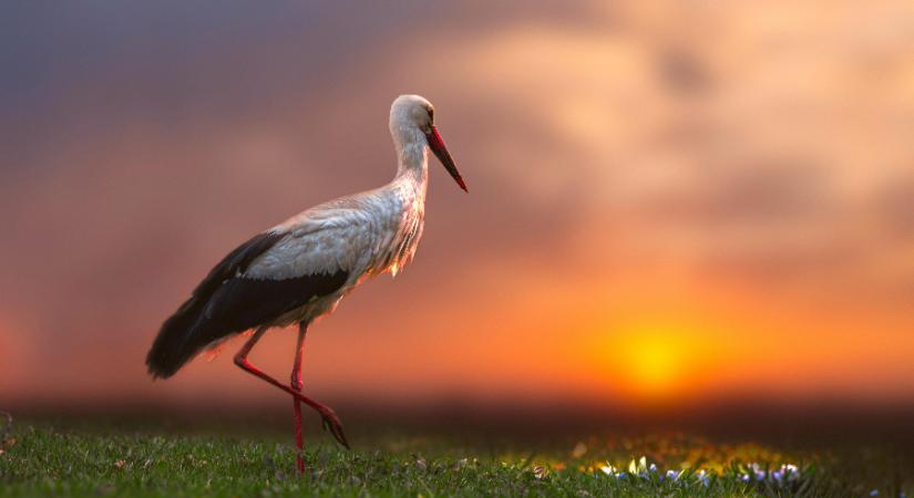 A hét második felében berobban a tavasz