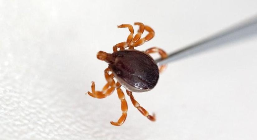 Figyelmeztetnek a szakemberek: szokatlan kullancs bukkant fel – ezt tudnod kell
