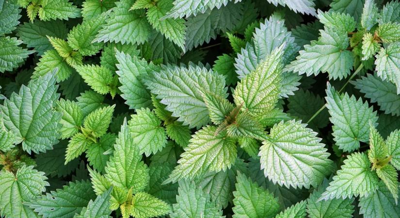 Most terem a gyógyító erejű csalán, mutatjuk, mire tudod felhasználni